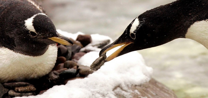 17 animals that form a more happy and harmonious couple than people