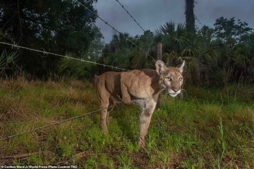 17 expresiva fotos de los finalistas del prestigioso premio World Press Photo concurso de 2021