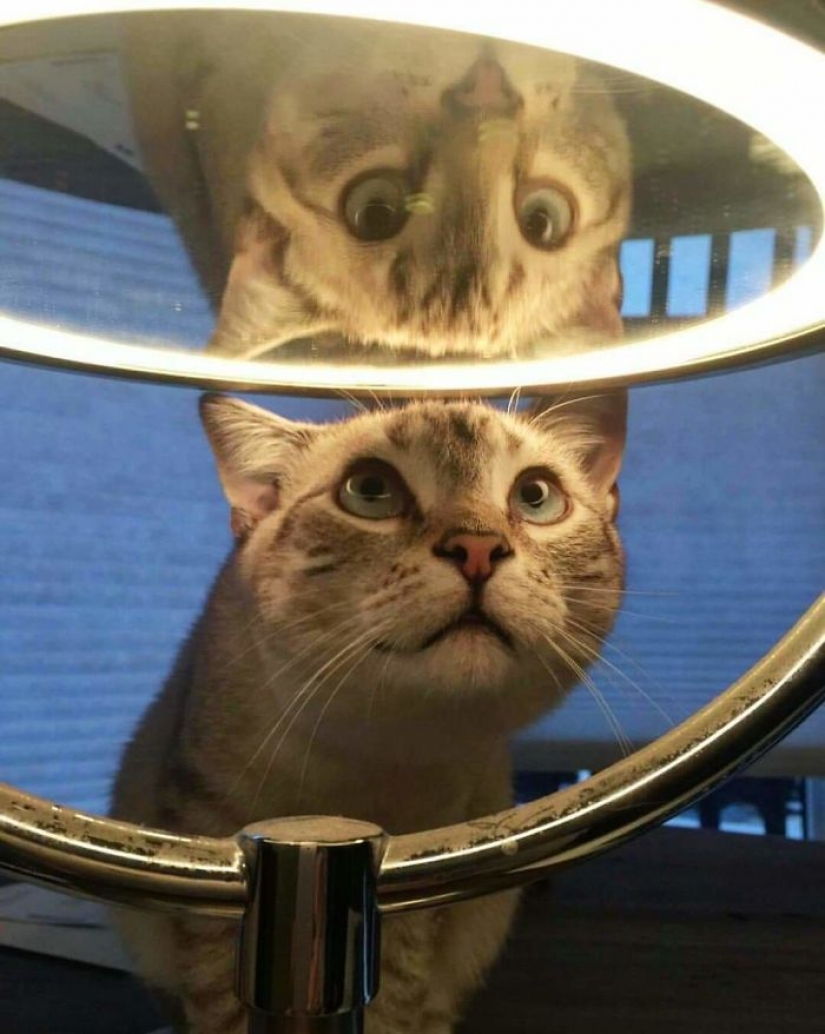 17 mascotas que descubrieron espejos