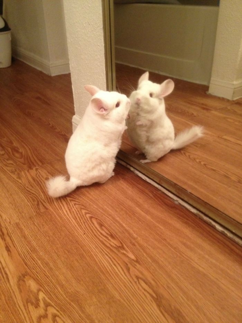 17 pets who discovered mirrors