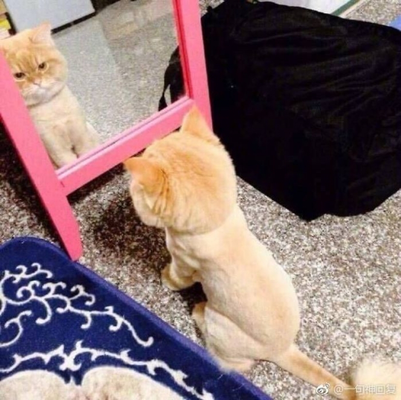 17 pets who discovered mirrors