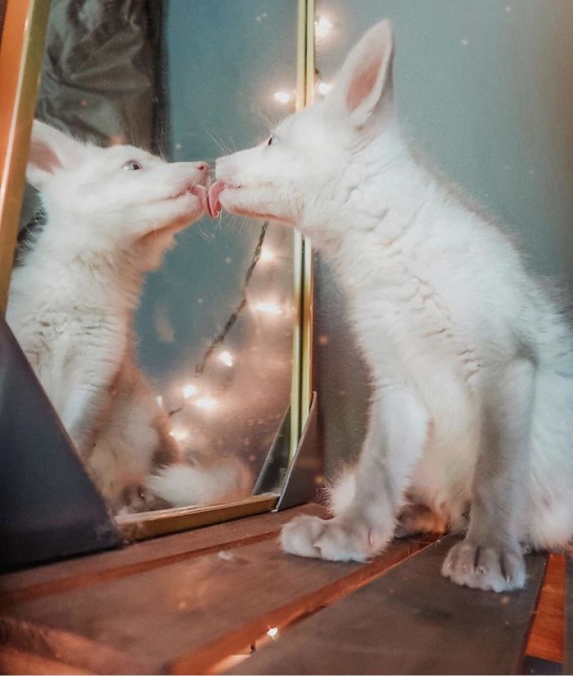 17 pets who discovered mirrors