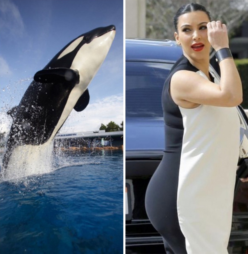 20 celebrities and their animal counterparts