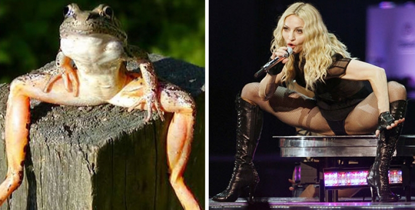 20 celebrities and their animal counterparts