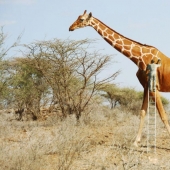 20 divertidas manipulaciones fotográficas por el artista digital Anil Saxen