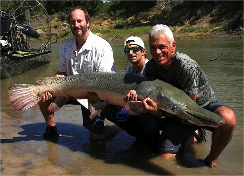 20 la mayoría de los increíbles monstruos de río