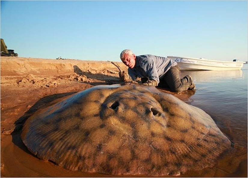 20 most amazing river monsters