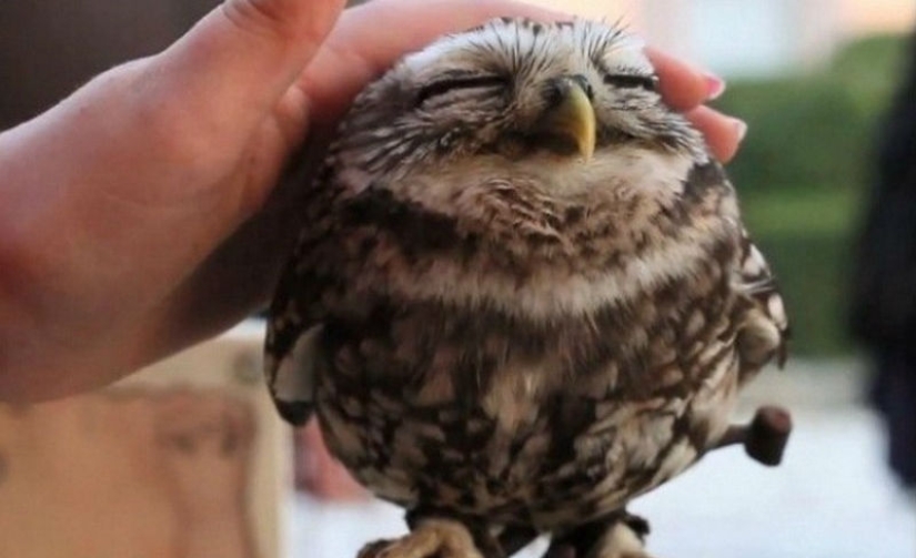 20 photos that owls can be proud of