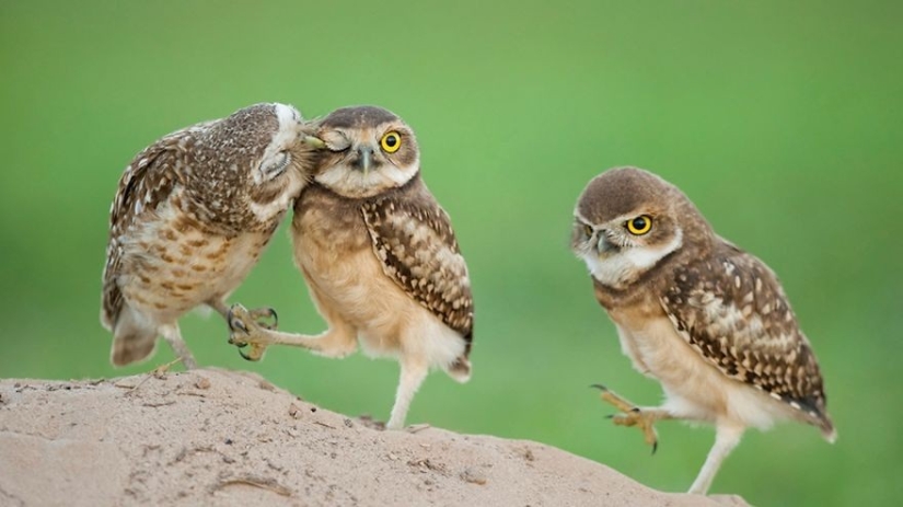 20 photos that owls can be proud of
