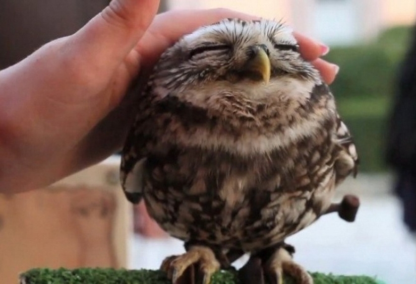 20 photos that owls can be proud of