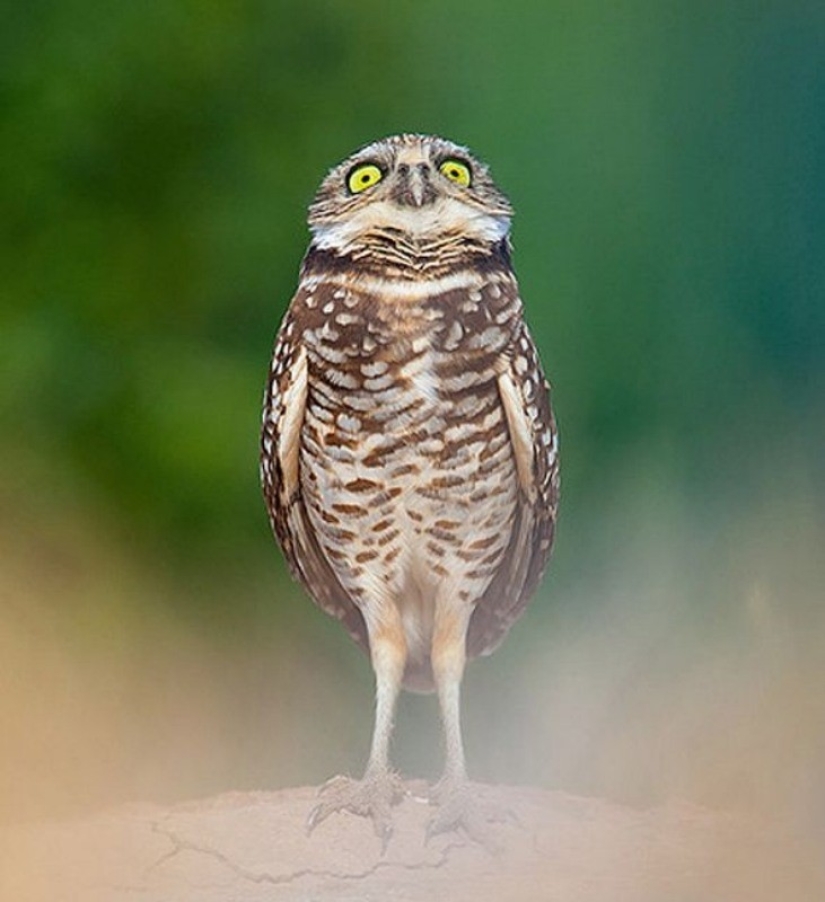 20 photos that owls can be proud of