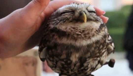 20 photos that owls can be proud of