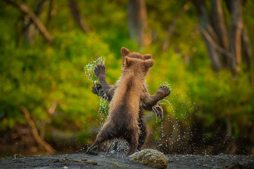 2021 Comedy Wildlife Photography Awards Finalists Announced