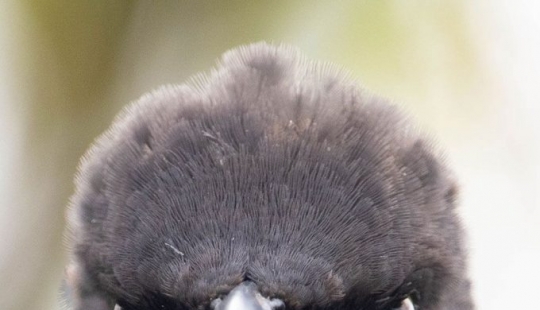 2021 Comedy Wildlife Photography Awards Finalists Announced