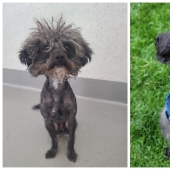 22 soul-warming photos of animals before and after they found their home