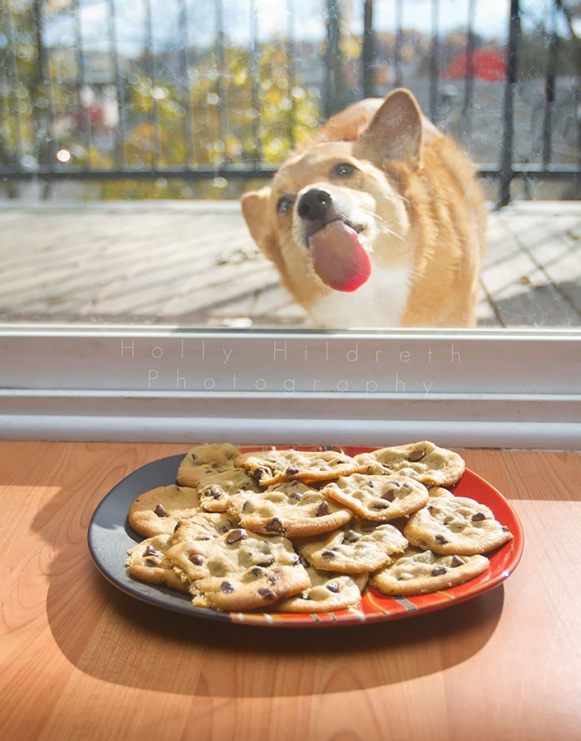 25 animals that lick the Windows and steal our hearts!