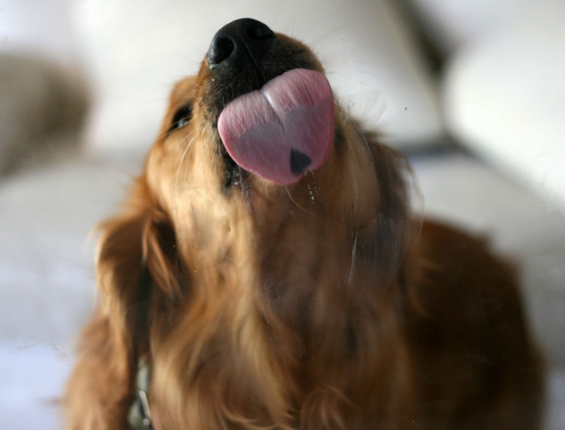 25 animals that lick the Windows and steal our hearts!