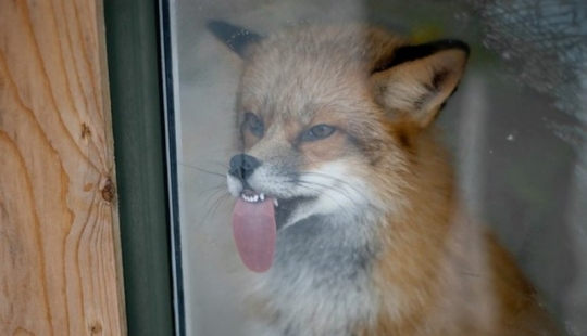25 animals that lick the Windows and steal our hearts!