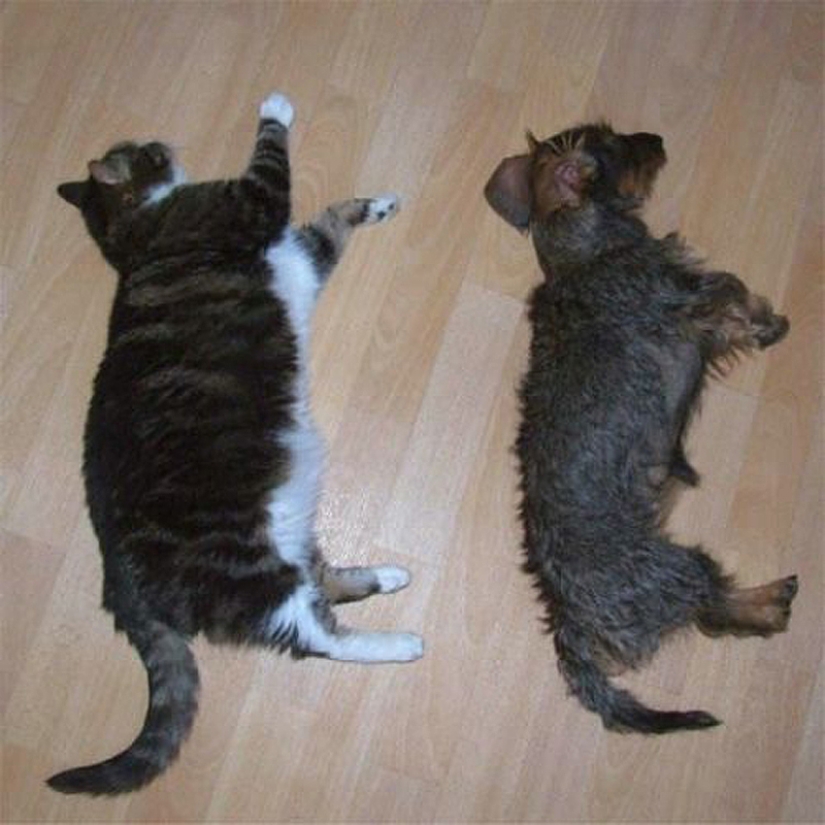 25 cat sleeping poses