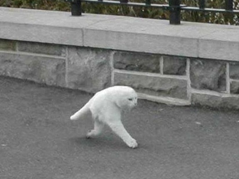 25 of the Craziest Shots Taken on Google Street View Cameras