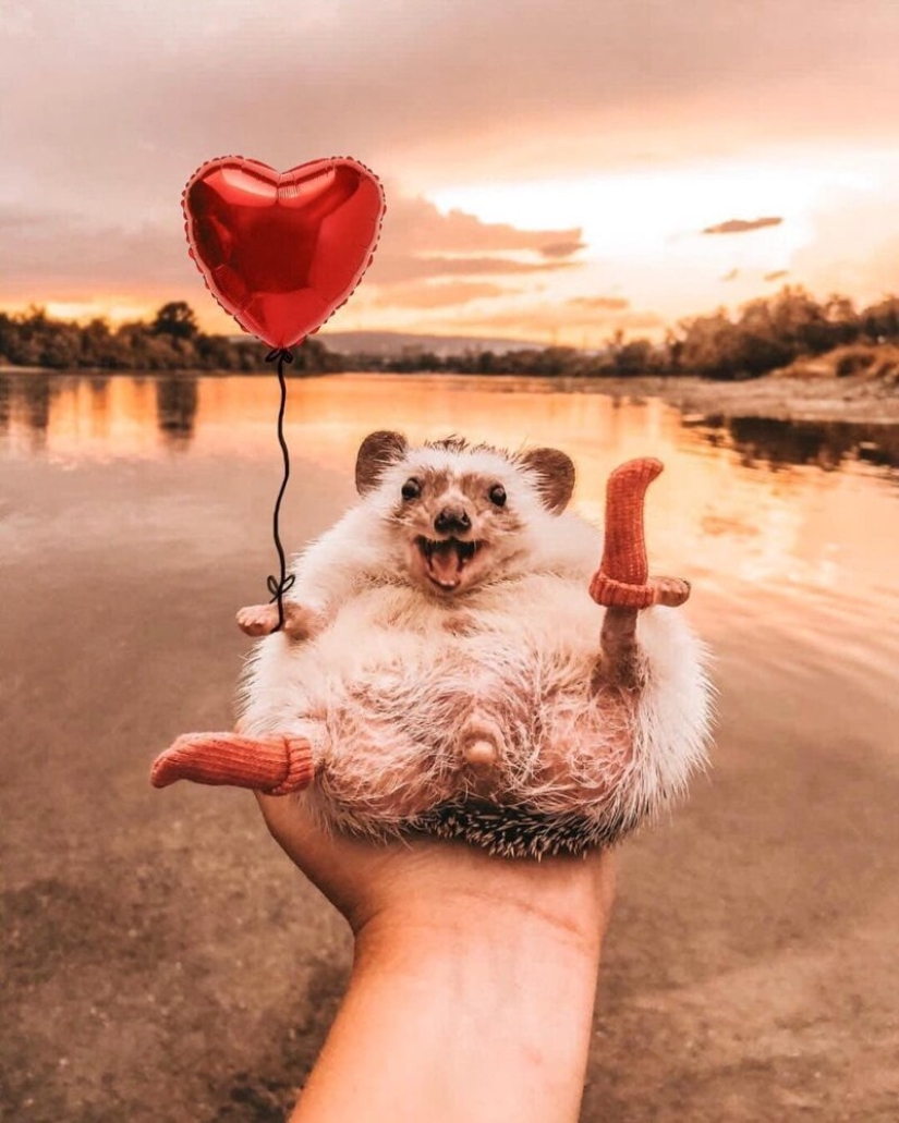 25 pictures of a charming hedgehog who travels the world and wins people's hearts