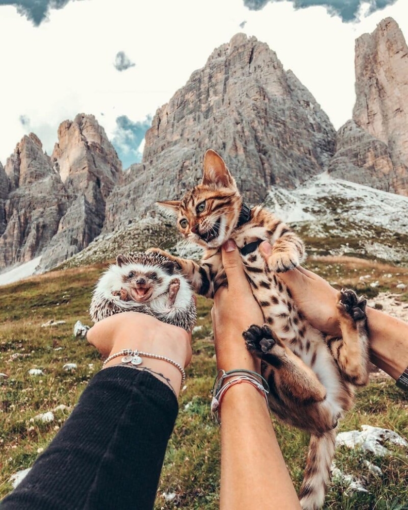 25 pictures of a charming hedgehog who travels the world and wins people's hearts