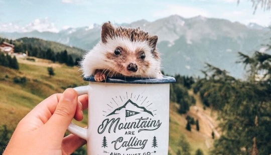 25 pictures of a charming hedgehog who travels the world and wins people's hearts