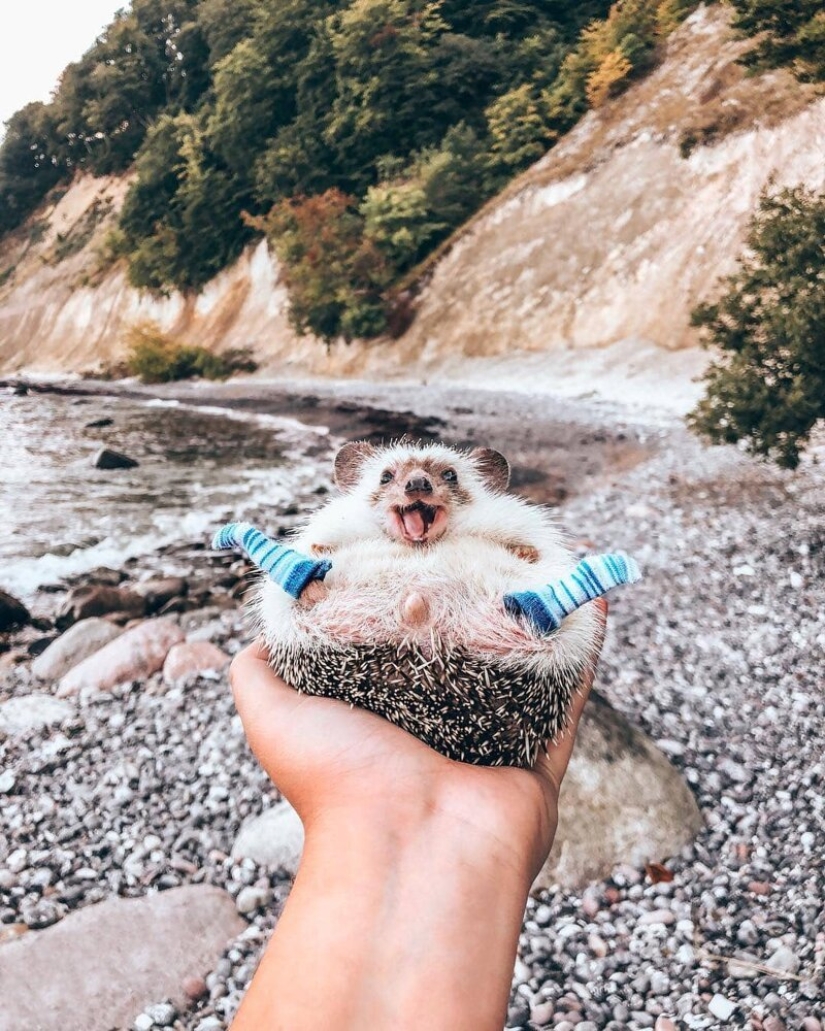25 pictures of a charming hedgehog who travels the world and wins people's hearts