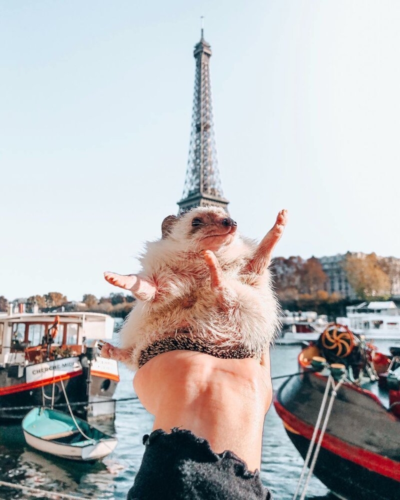 25 pictures of a charming hedgehog who travels the world and wins people's hearts