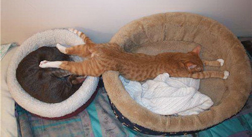 25 poses para dormir de gato
