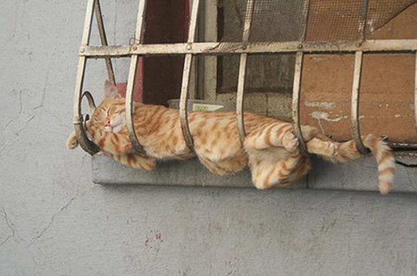 25 poses para dormir de gato