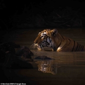 26 impresionantes fotos de los ganadores de la Naturaleza World Photography Awards