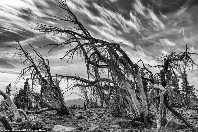 26 impressive shots of the winners Nature World Photography Awards