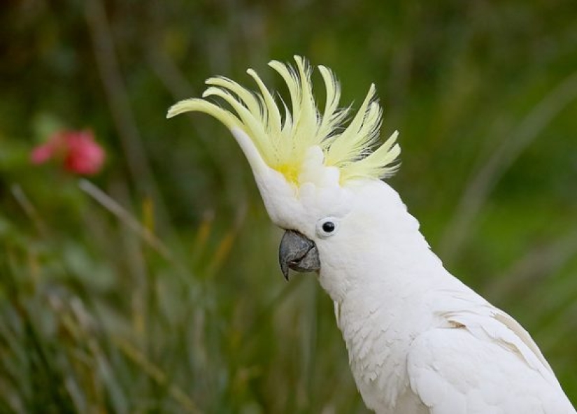 5 friendliest bird species