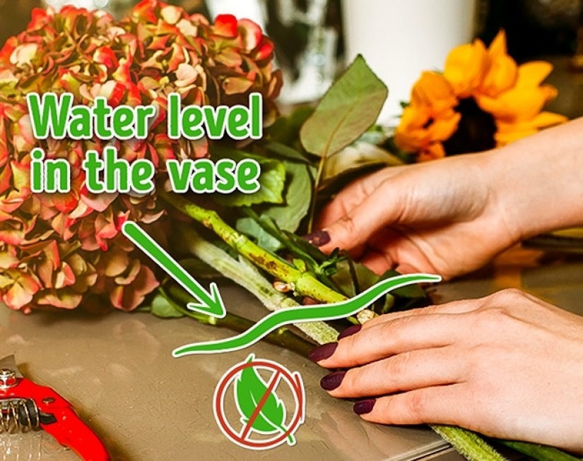 6 easy ways to keep fresh cut flowers for longer