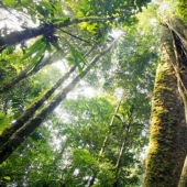 7 datos interesantes sobre los árboles que no conocías