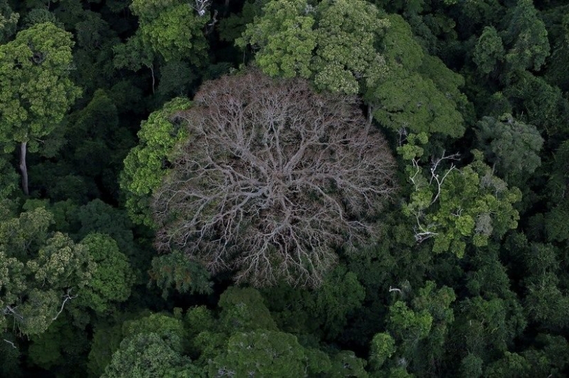 7 datos interesantes sobre los árboles que no conocías