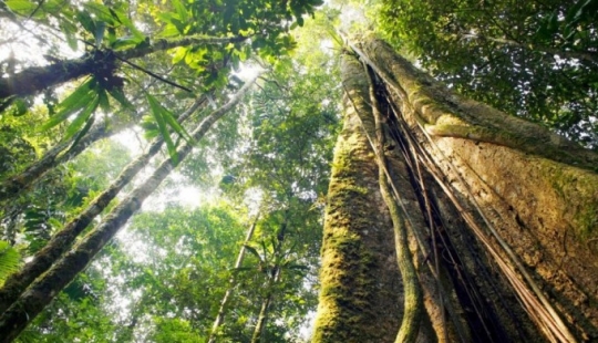 7 interesting facts about trees you didn't know about