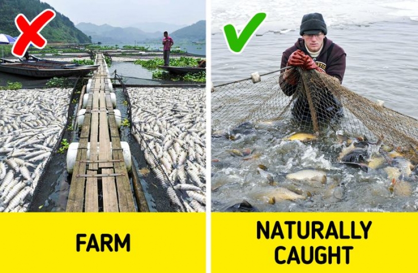 7 señales de que está a punto de comprar pescado que es peligroso para comer