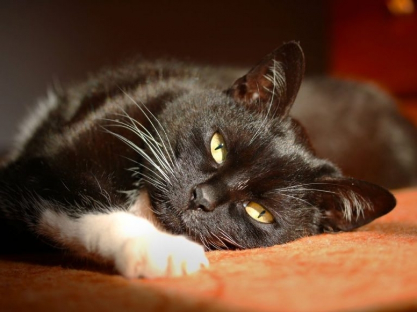 7 things your cat hates you for