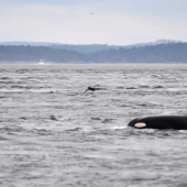 9 animals that have exceeded their lifespan and lived for many long, happy years