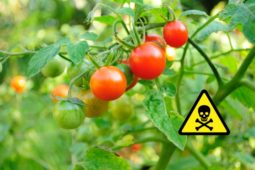 9 condiciones de salud que significan que podría ser peligroso para usted comer tomates