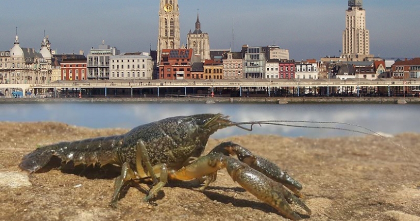 A bit of surrealism: in Belgium, mutant crayfish took over the city cemetery