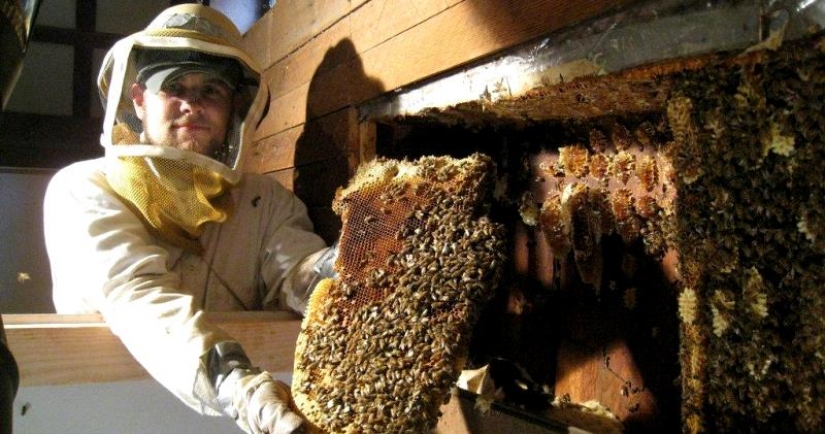 A couple from the USA bought a house in the village, and it turned out to be a giant beehive