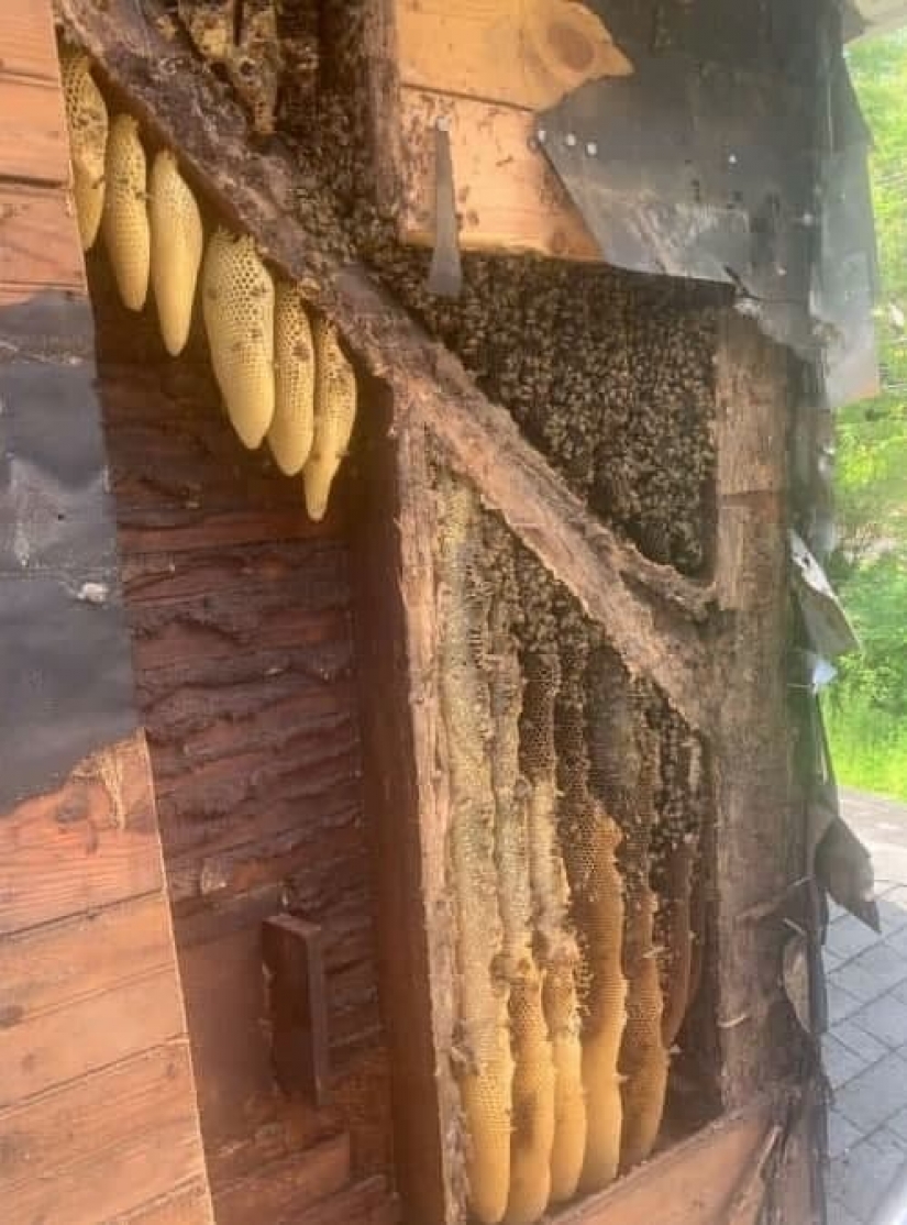 A couple from the USA bought a house in the village, and it turned out to be a giant beehive