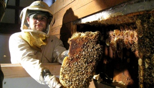 A couple from the USA bought a house in the village, and it turned out to be a giant beehive