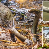 A guide from Australia has discovered vampire eels that have not been seen for 20 years