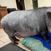 A huge wild boar lives in the house of the Scots, enjoying the love and comfort