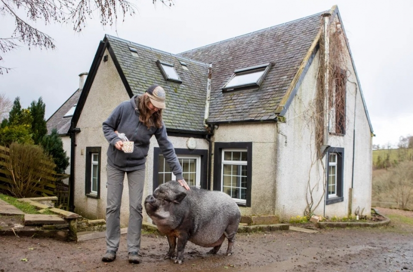A huge wild boar lives in the house of the Scots, enjoying the love and comfort