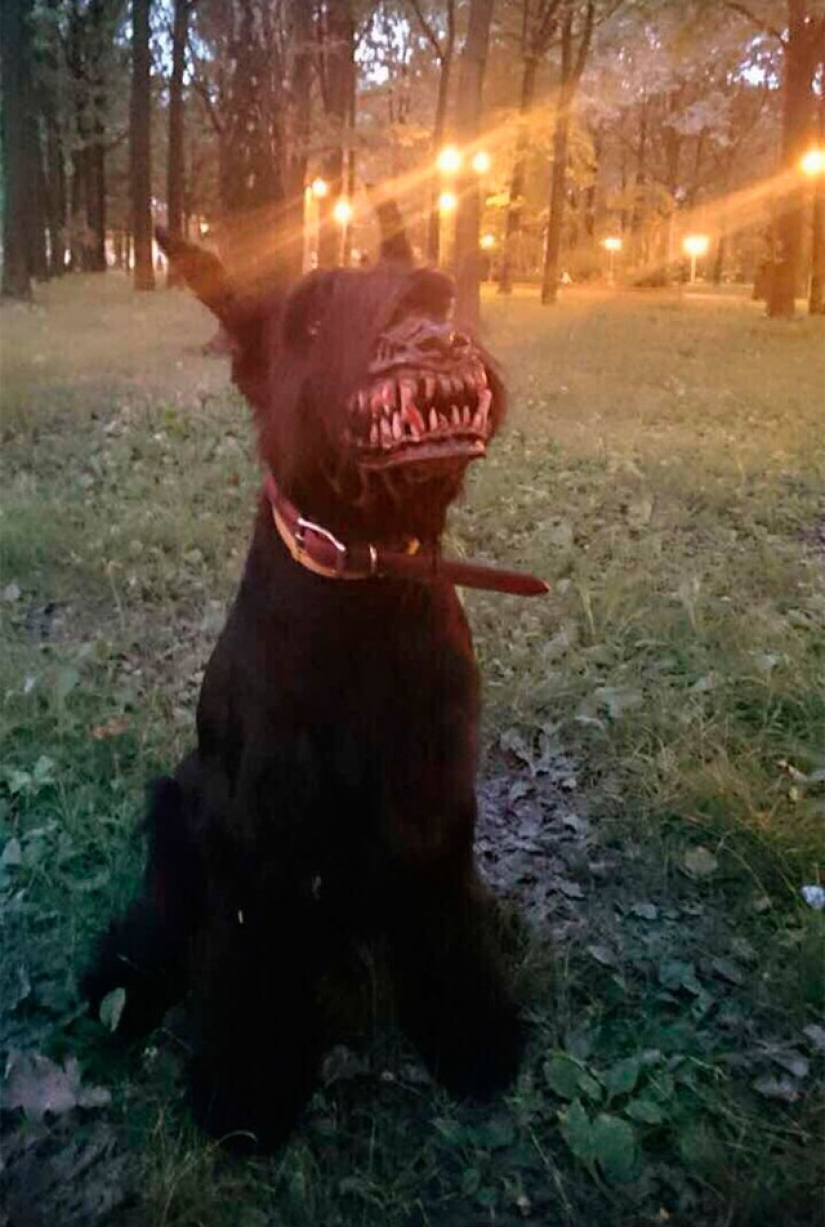 A muzzle that will turn the kindest dog into a bloodthirsty monster